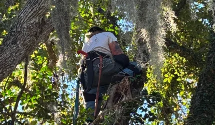 Arborist Assessment 2