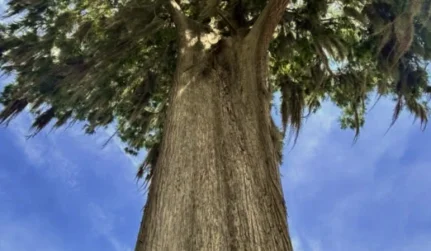 Proactive Health Care for Trees 2