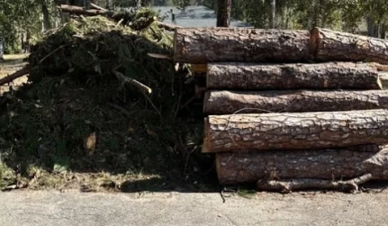 Tree Removals and Hazardous Removals 2