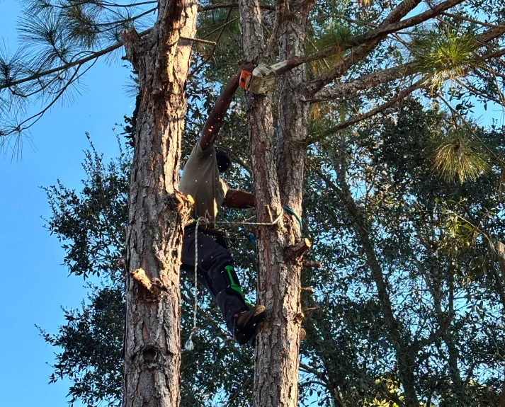 tree service